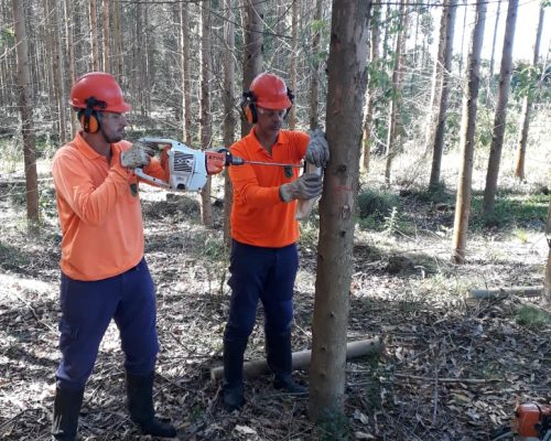 Coleta de serragem Coleta de serragem