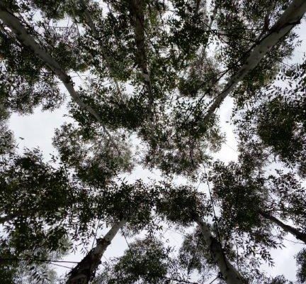 Floresta (2) Floresta (2)