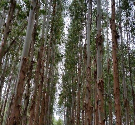 Floresta (3) Floresta (3)