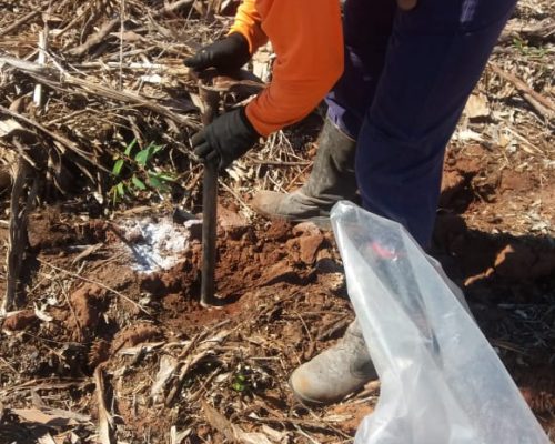 Plantio de experimento Plantio de experimento