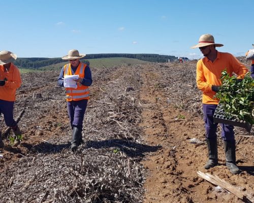 Plantio de experimentos Plantio de experimentos