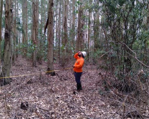 medição de altura medição de altura