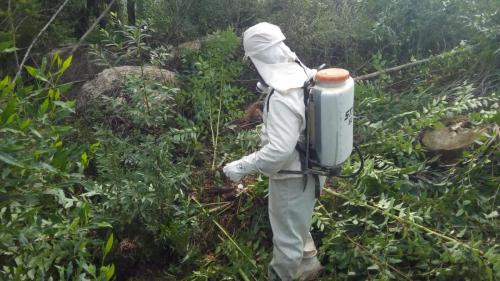 Aplicação de glifosato