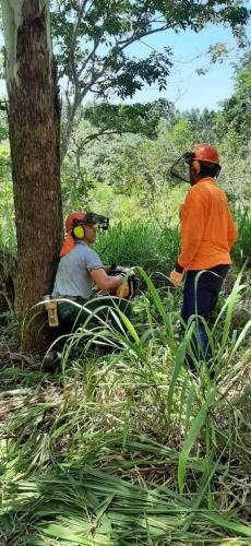 treinamento operador de motosserra